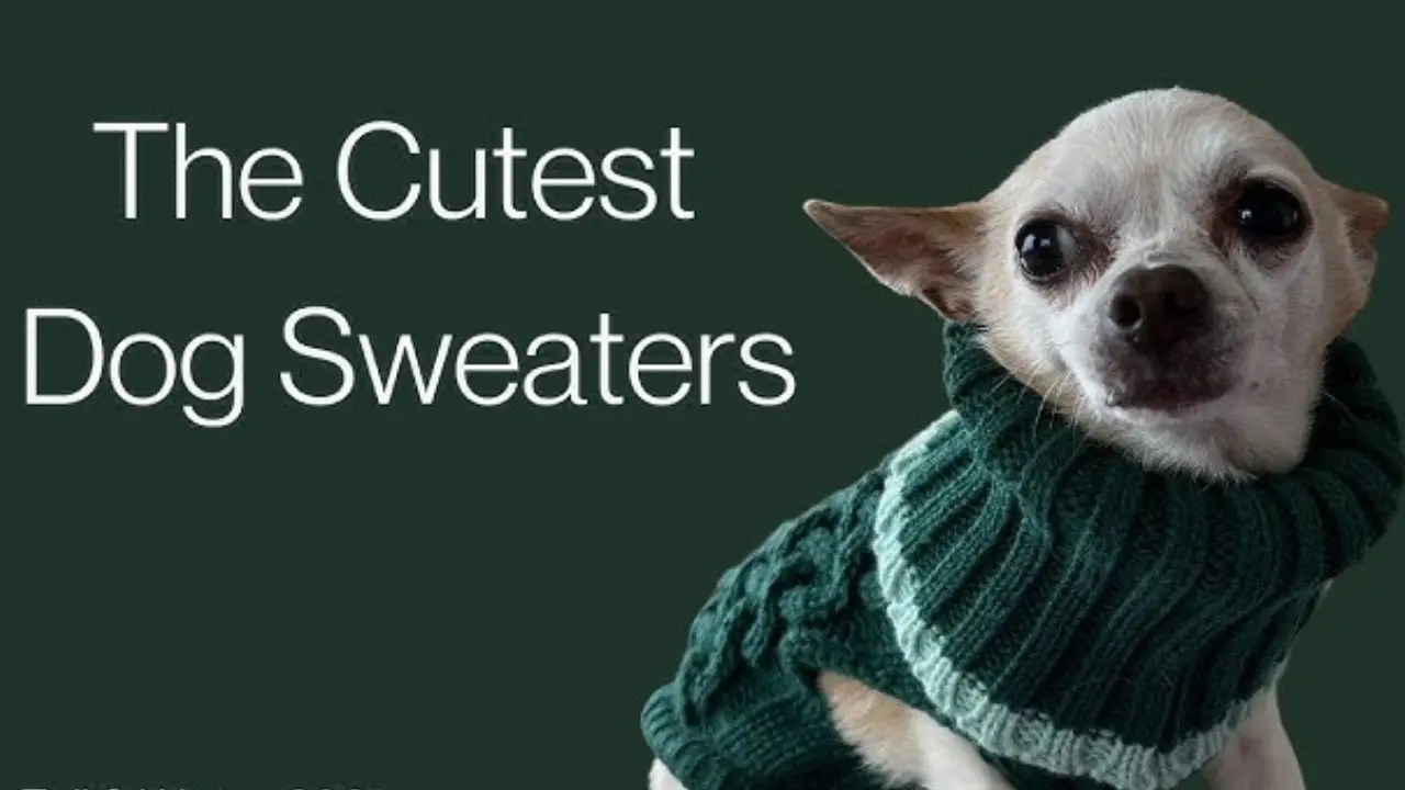 Dog Sweaters Why, When, and How to Buy Them