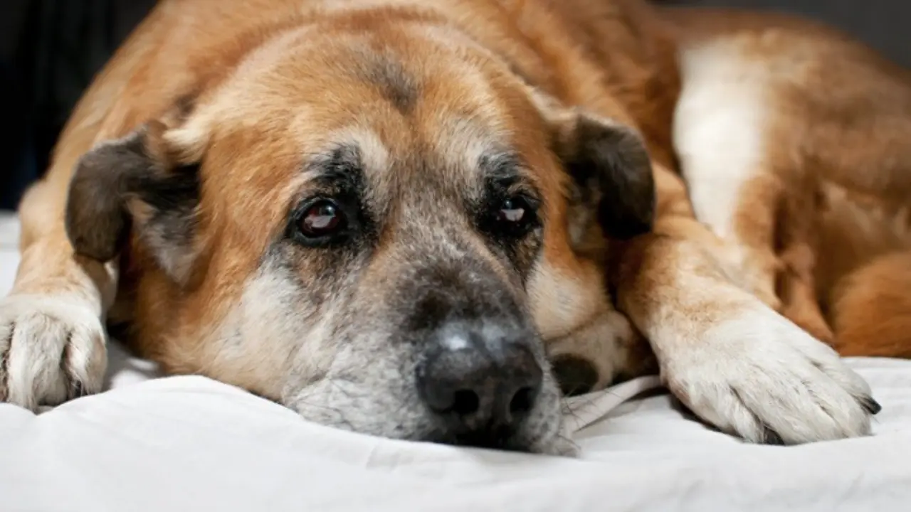 How To Manage & Reduce Arthritic Pain in Pets During Winter