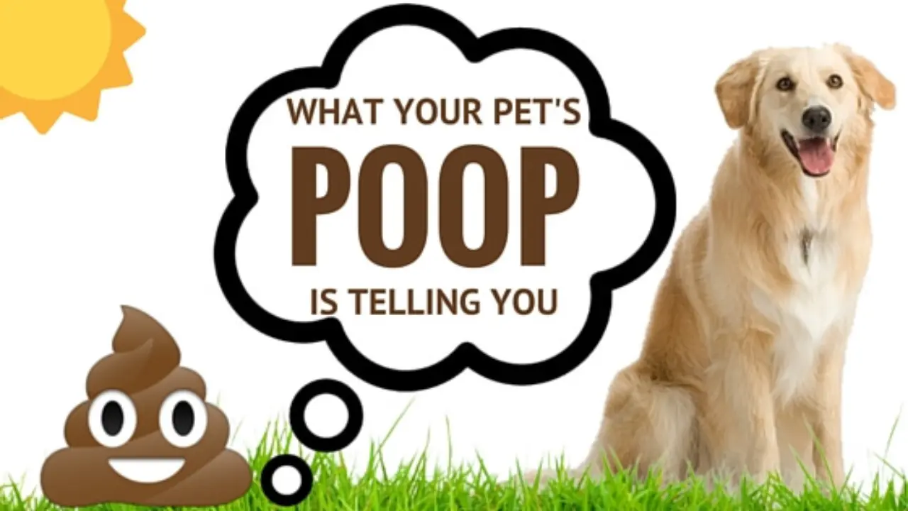 What Does Our Pets' Poop Tell Us Diarrhea EXCLUSIVE