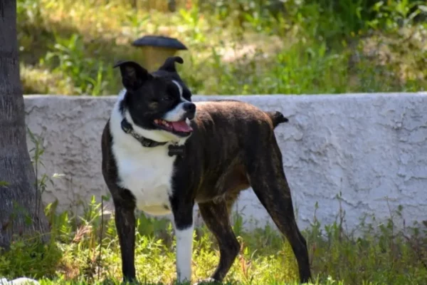 Boston Terrier Chihuahua Mix A Small Dog with a Big Personality