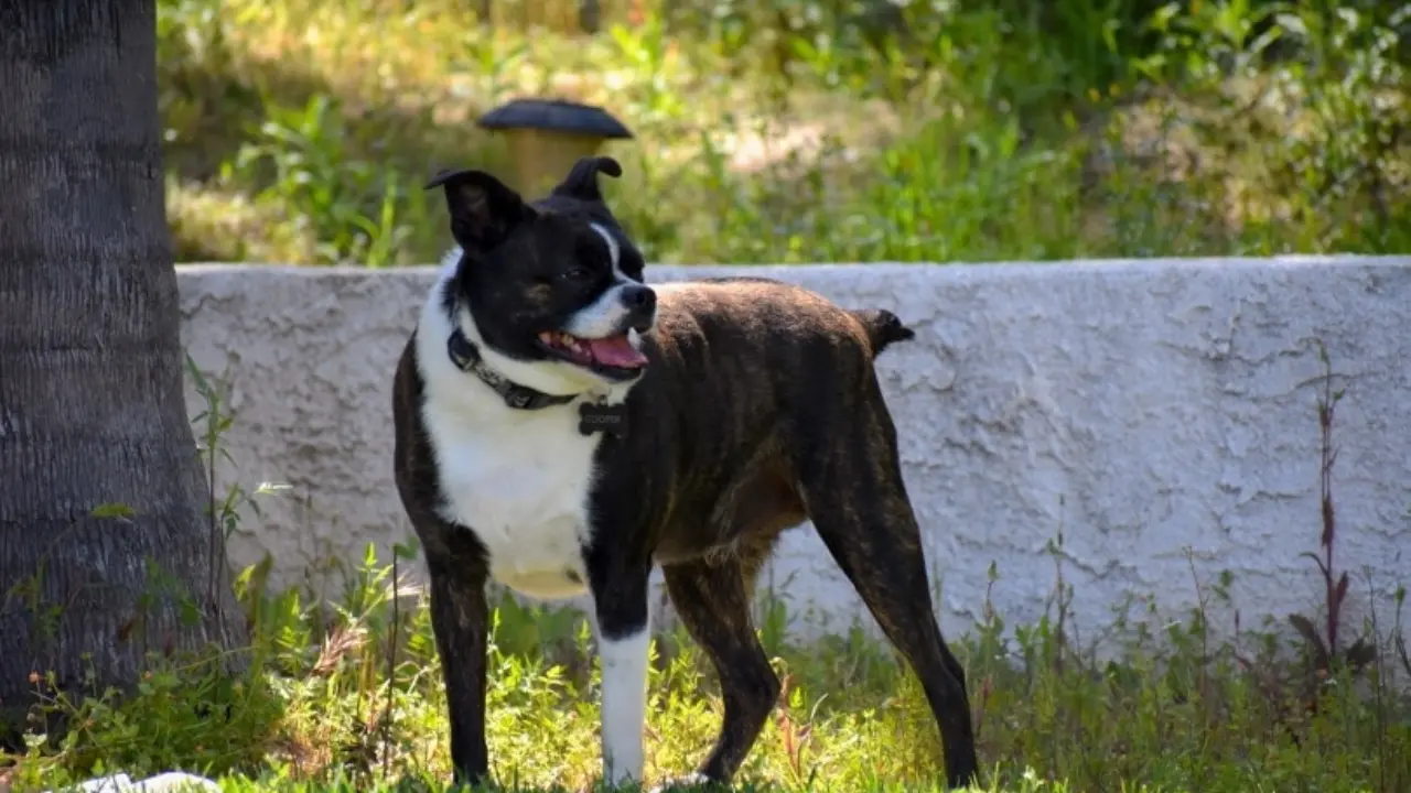 Boston Terrier Chihuahua Mix A Small Dog with a Big Personality