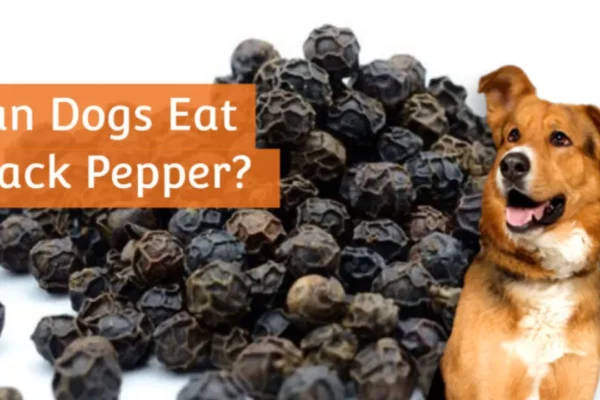 Can Dogs Consume Black Pepper
