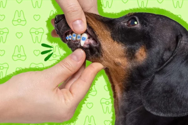 Dog Braces Teeth what are they and When Dogs Need Them