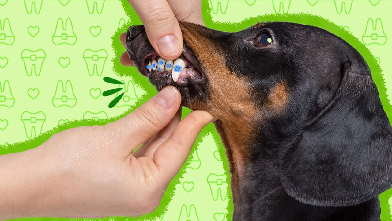 Dog Braces Teeth what are they and When Dogs Need Them
