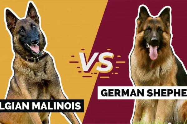German Shepherd vs Belgian Malinois