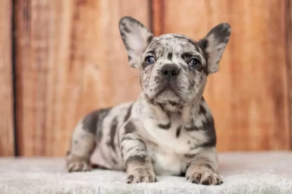 Merle French Bulldog A Rare and Beautiful Color