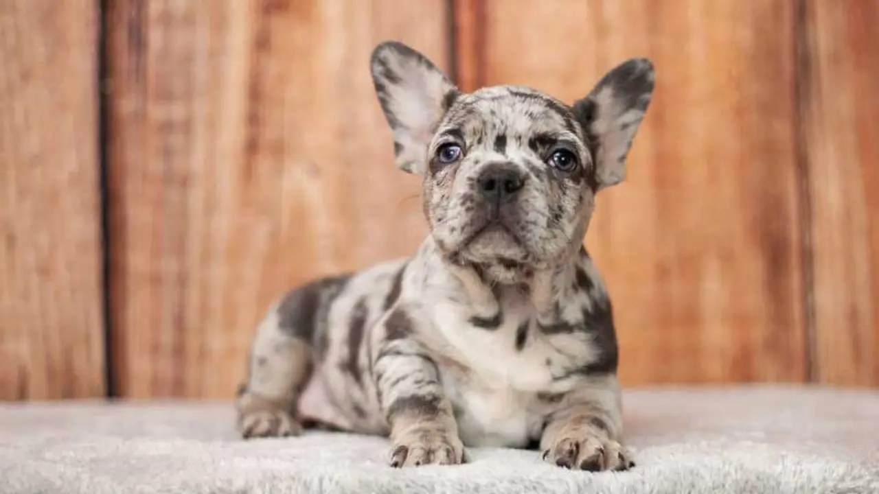 Merle French Bulldog A Rare and Beautiful Color